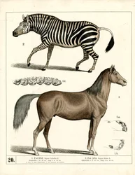 Paard en zebra met anatomische details