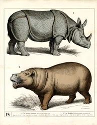 Indische neushoorns en nijlpaarden