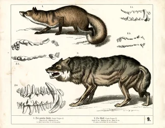 Rode vos en wolf met tandafbeeldingen