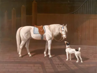 Paard, schimmel / naar H. Sperling