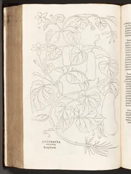 Courgette, illustratie uit De historia stirpium commentarii insignes door Leonhart Fuchs, 1542