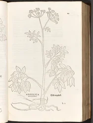 Wilde Engelwortel, illustratie uit De historia stirpium commentarii insignes door Leonhart Fuchs, 1542