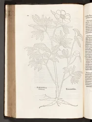 Pioenroos, illustratie uit De historia stirpium commentarii insignes door Leonhart Fuchs, 1542