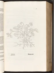 Viooltje, illustratie uit De historia stirpium commentarii insignes door Leonhart Fuchs, 1542
