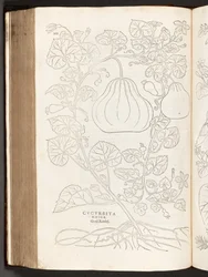 Kalebas, illustratie uit De historia stirpium commentarii insignes door Leonhart Fuchs, 1542