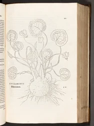 Cyclamen, illustratie uit De historia stirpium commentarii insignes door Leonhart Fuchs, 1542