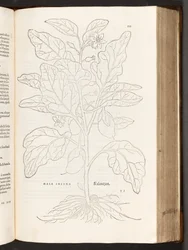 Aubergine, illustratie uit De historia stirpium commentarii insignes door Leonhart Fuchs, 1542