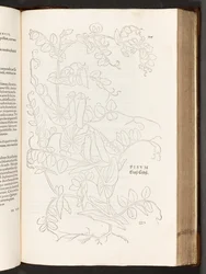 Erwt, illustratie uit De historia stirpium commentarii insignes door Leonhart Fuchs, 1542