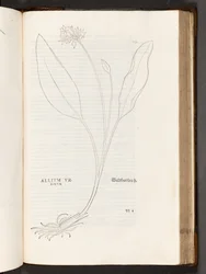 Allium, illustratie uit De historia stirpium commentarii insignes door Leonhart Fuchs, 1542