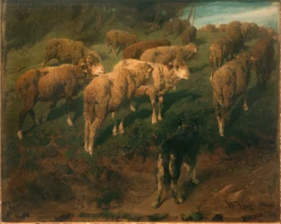 Schapen met zwarte hond