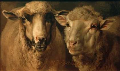 Twee schapen