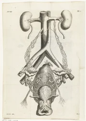 Anatomische afbeelding van de vrouwelijke geslachtsorganen en de nieren. Boekillustratie voor: Reinier de Graaf, Alle de wercken, Amsterdam, 1686