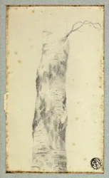 Schets van Boomstam