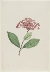 Pauwenkers (Ixora coccinea)