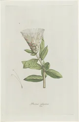 Protea