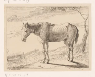 Paard