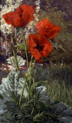 Klaprozen. Schilderij van Henri Biva (1848-1928) Privécollectie.