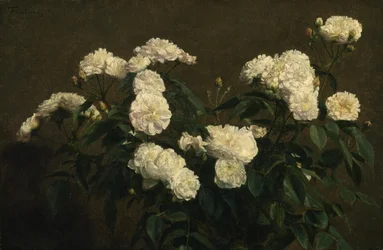 Stilleven van witte rozen