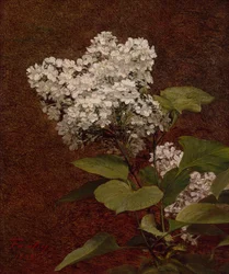 Witte seringen