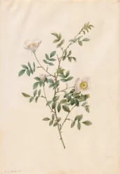 Brier Bush Rose of Hondsroos Rosa Sepium Rosea