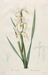 Goudbandiris, 1812