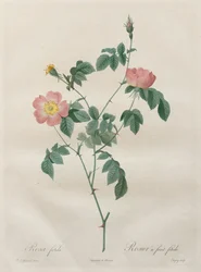 Les Roses: Rosa indica, 1817-1824