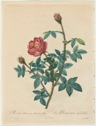 Mosroos