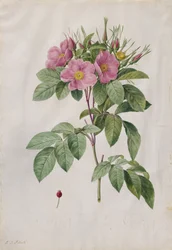 Weideroos Rosa Carolina Corymbosa