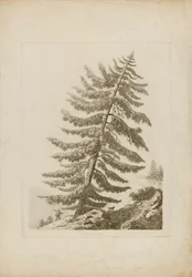 Een dennenboom