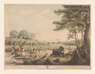 Berenjacht in India