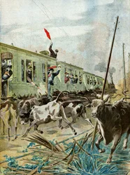 Een trein aangevallen door een kudde stieren,1895 (Illustratie)