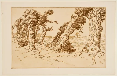 [Bomen met knoestige stammen]
