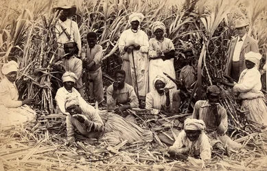 Suikerrietsnijders, Jamaica