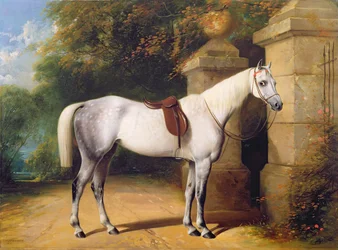 Een grijs paard bij de parkhekken, 1851