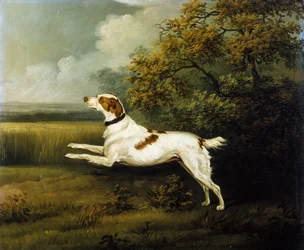 Een springerspaniël in een landschap