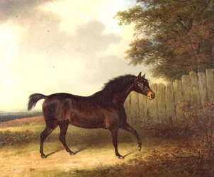 Een donkerbruine hengst in een landschap