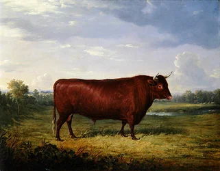 Portret van een bruine stier