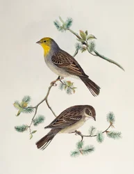 Emberiza cinerea, uit Birds of Asia