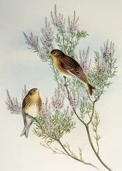 Twiet (Carduelis flavirostris), uit Birds of Great Britain