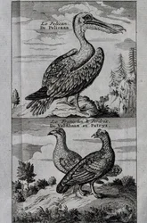 Pelican, Hazelgrouse en Patrijs, gravure uit Voyage made to Hudson