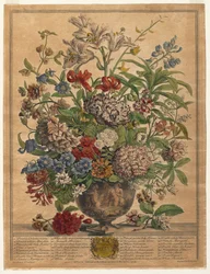 Twaalf Maanden Bloemen: Juli, 1730