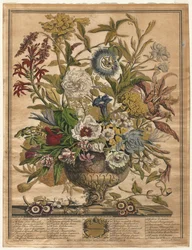 Twaalf Maanden van Bloemen: September, 1730
