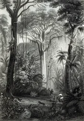 Scène in een Braziliaans bos, gegraveerd door J. Bishop