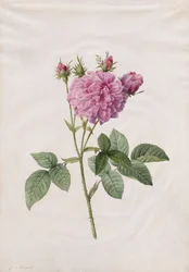Agatharoos (Rosa Gallica Agatha)