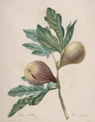 Keuze van de mooiste bloemen...mooiste vruchten: Paarse Vijg