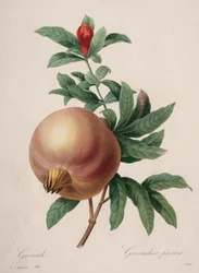 Keuze van de mooiste bloemen...mooiste vruchten: Granaatappel