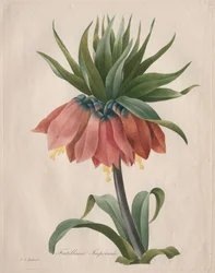 Keizerskroon Fritillaria