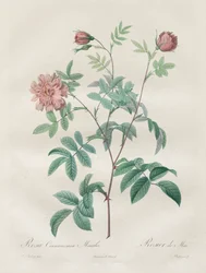 De rozen: Rosa cinnamomea
