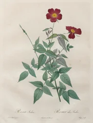 De rozen: Rosa indica