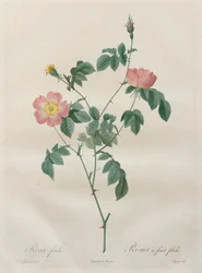De rozen: Rosa indica